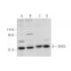 SNX5 Antibody (F-11) - Western Blotting - Image 344572 