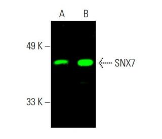 SNX7 Antibody (C-1) - Western Blotting - Image 388216 