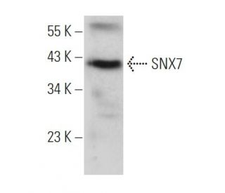 SNX7 Antibody (D-6) - Western Blotting - Image 371686 
