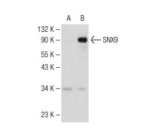 SNX9 Antibody (G-5): sc-166863