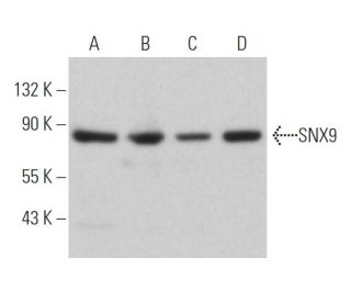 SNX9 Antibody (G-5) - Western Blotting - Image 363957