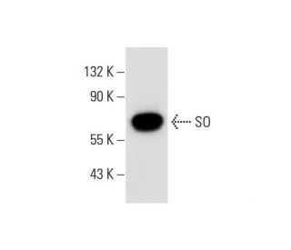 SO Antibody (A-7) - Western Blotting - Image 297957 