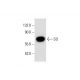 SO Antibody (A-7) - Western Blotting - Image 297957 
