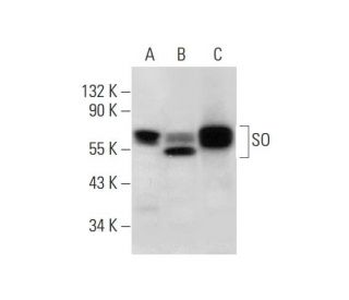 SO Antibody (F-6) - Western Blotting - Image 297891