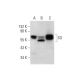 SO Antibody (F-6) - Western Blotting - Image 297891