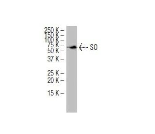 SO Antibody (QQ-8) - Western Blotting - Image 34239 