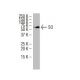 SO Antibody (QQ-8) - Western Blotting - Image 34239 