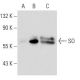 SO Antibody (QQ-8) - Western Blotting - Image 52218