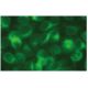 SOAT1 Antibody (A-11) - Immunofluorescence - Image 114098 
