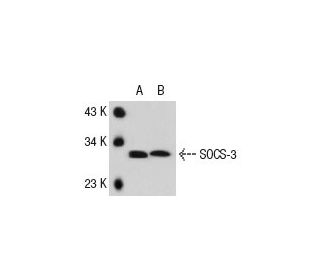 SOCS-3 Antibody (6A463) - Western Blotting - Image 73952 