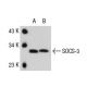 SOCS-3 Antibody (6A463) - Western Blotting - Image 73952 