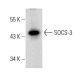 western blotting image from recommended SOCS-3 (G-5) monoclonal antibody replacement. Image 385937