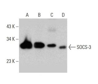 SOCS-3 Antibody (SO1) - Western Blotting - Image 388022 