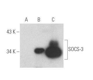 SOCS-3 Antibody (G-5) - Western Blotting - Image 389870