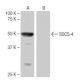 SOCS-4 Antibody (9J12) - Western Blotting - Image 65058