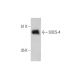 SOCS-4 Antibody (9J12) - Western Blotting - Image 384298 
