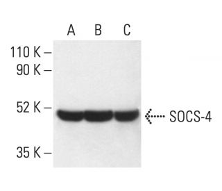 SOCS-4 Antibody (F-1) - Western Blotting - Image 403691 