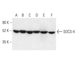 SOCS-4 Antibody (F-1) - Western Blotting - Image 403696