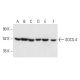SOCS-4 Antibody (F-1) - Western Blotting - Image 403697