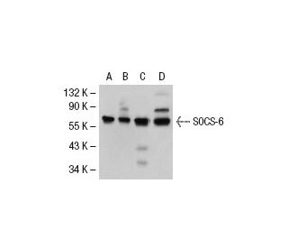 SOCS-6 Antibody (G-3) - Western Blotting - Image 30322 