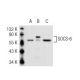 SOCS-6 Antibody (G-3) - Western Blotting - Image 42322