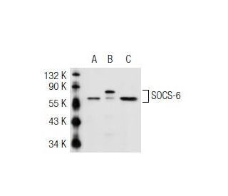 SOCS-6 Antibody (G-3) - Western Blotting - Image 42322Each CRISPR/Cas9 Knockout (KO) Plasmid product consists of a pool of 3 plasmids designed to ensure identification and cleavage of a specific gene for maximum knockout efficiency. Each plasmid encodes a unique 20 nt sequence derived from the GeCKO (v2) library.