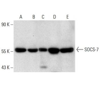 SOCS-7 Antibody (E-8) - Western Blotting - Image 300395 