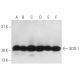 Superoxide Dismutase 1/SOD1 Antibody (72B1) - Western Blotting - Image 15857 