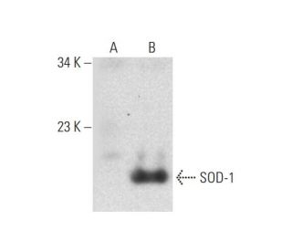 Superoxide Dismutase 1/SOD1 Antibody (B-1) - Western Blotting - Image 128571