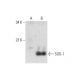 Superoxide Dismutase 1/SOD1 Antibody (B-1) - Western Blotting - Image 128571
