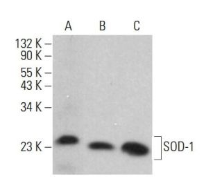 Superoxide Dismutase 1/SOD1 Antibody (C-8) - Western Blotting - Image 380584 