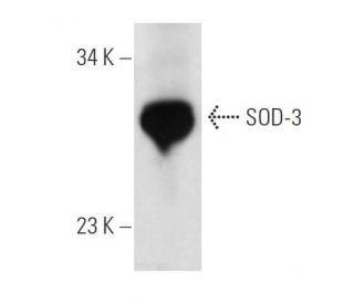 Superoxide Dismutase 3/SOD3 Antibody (1H12) - Western Blotting - Image 14345 
