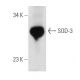 Superoxide Dismutase 3/SOD3 Antibody (1H12) - Western Blotting - Image 14345 