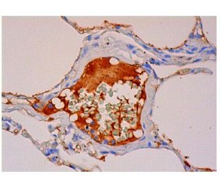 Superoxide Dismutase 3/SOD3 Antibody (A-11) - Immunohistochemistry - Image 312106 
