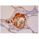 Superoxide Dismutase 3/SOD3 Antibody (A-11) - Immunohistochemistry - Image 312106 