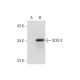 Superoxide Dismutase 3/SOD3 Antibody (A-11) - Western Blotting - Image 144830 