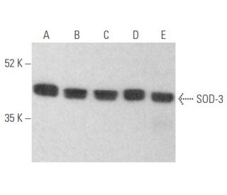 Superoxide Dismutase 3/SOD3 Antibody (G-11) - Western Blotting - Image 354634 
