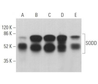 SODD Antibody (C-12) - Western Blotting - Image 361912 