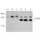Western blot analysis of Stat3 phosphorylation in untreated (A, D), IFNγ-treated (B, E) and TNF-α-treated (C, F) HeLa whol