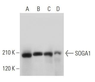 SOGA1 Antibody (F-6) - Western Blotting - Image 333465 
