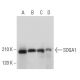 SOGA1 Antibody (F-6) - Western Blotting - Image 333465 