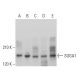 SOGA1 Antibody (F-6) - Western Blotting - Image 375958 