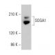 SOGA1 Antibody (F-6) - Western Blotting - Image 375960