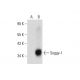 Soggy-1 Antibody (E-12) - Western Blotting - Image 134137