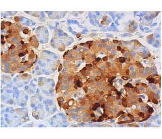 Somatostatin Antibody (H-11) - Immunohistochemistry - Image 357909 