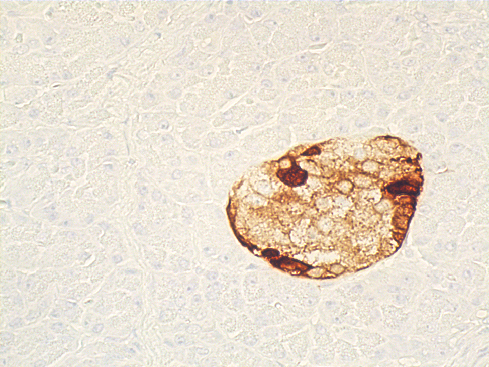 Somatostatin Antibody (H-11) | SCBT - Santa Cruz Biotechnology