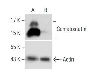 Somatostatin shRNA Plasmid (h): sc-39728-SH. Western blot analysis of human Somatostatin expression in Somatostatin transf 