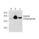 Sorbitol Dehydrogenase Antibody (E-8) - Western Blotting - Image 282423 