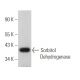 Sorbitol Dehydrogenase Antibody (E-8) - Western Blotting - Image 369303