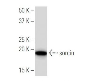 sorcin Antibody (39-M) - Western Blotting - Image 34231